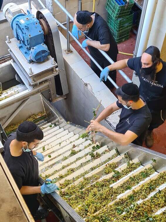 קליטת הענבים ומיונם